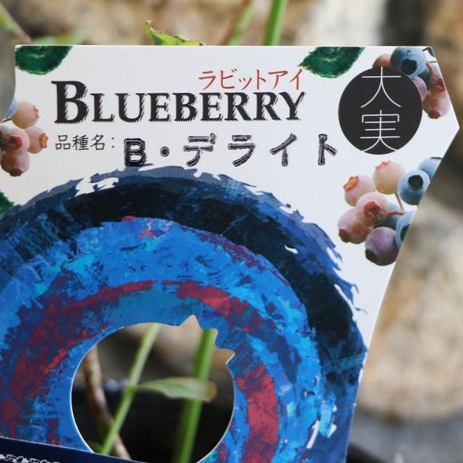 ブルーベリー苗　デライト5号ポット8本セット ブルーベリー苗 デライト（ビッグデライト）ラビットアイ系 大苗 9号鉢