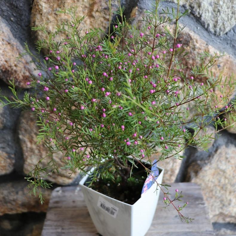 ボロニア ピナータ 4号鉢 寄せ植え 花壇 鉢植え お洒落 オシャレ