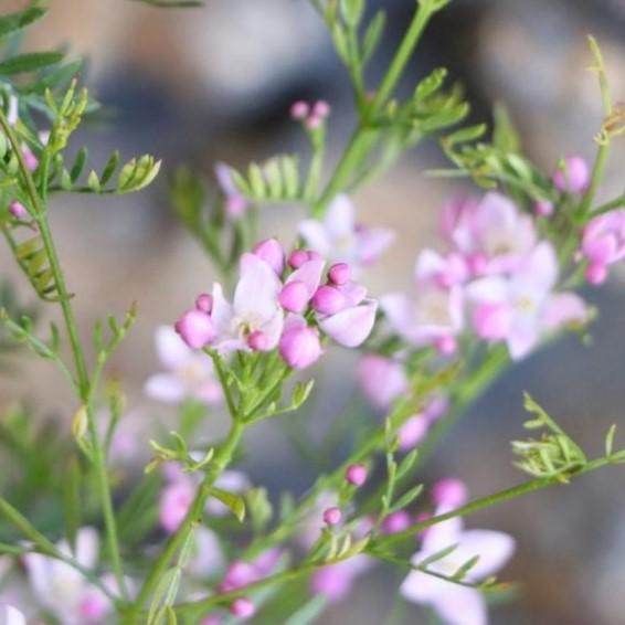 ボロニア ピナータ 3〜3.5号ポット苗 寄せ植え 花壇 : グリーンプラザ