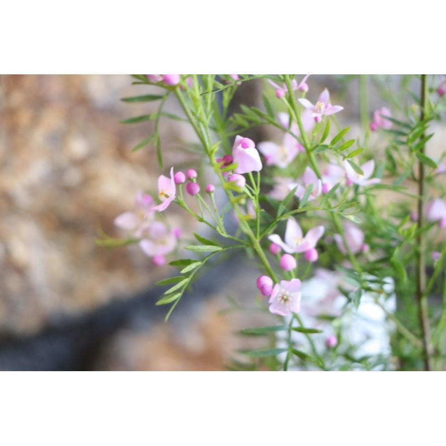 ボロニア ピナータ 3〜3.5号ポット苗 寄せ植え 花壇 : グリーンプラザ