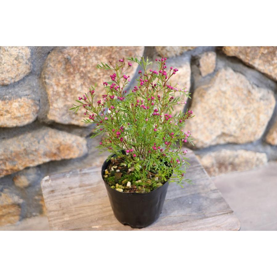 ボロニア ピナータ エンジェル 3.5号ポット苗 寄せ植え 花壇 鉢植え