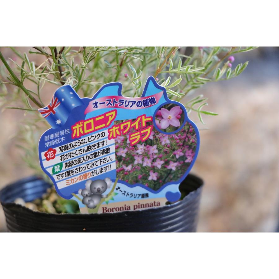 斑入り ボロニア ピナータ ホワイトラブ 3.5号ポット苗 寄せ植え 花壇