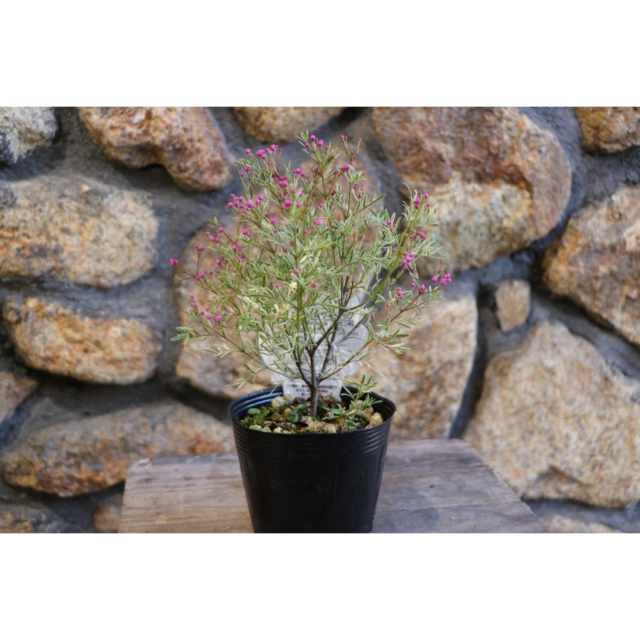 斑入り ボロニア ピナータ ホワイトラブ 3.5号ポット苗 寄せ植え 花壇
