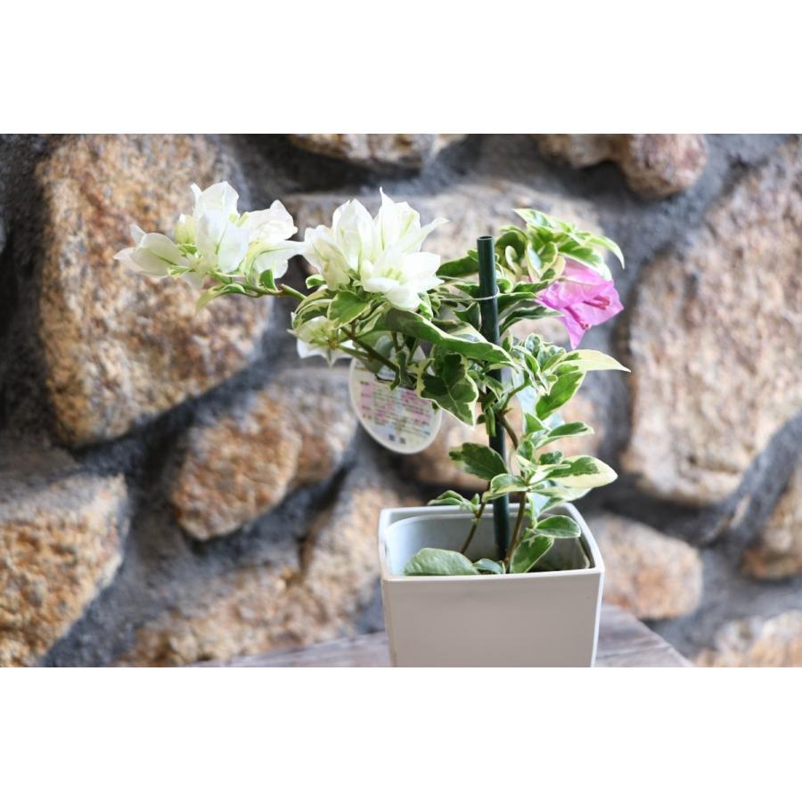 斑入り ブーゲンビレア ブルーハワイ ホワイト&ピンク2色植え 斑入り ブーゲンビレア ブルーハワイ ホワイト&ピンク2色植え