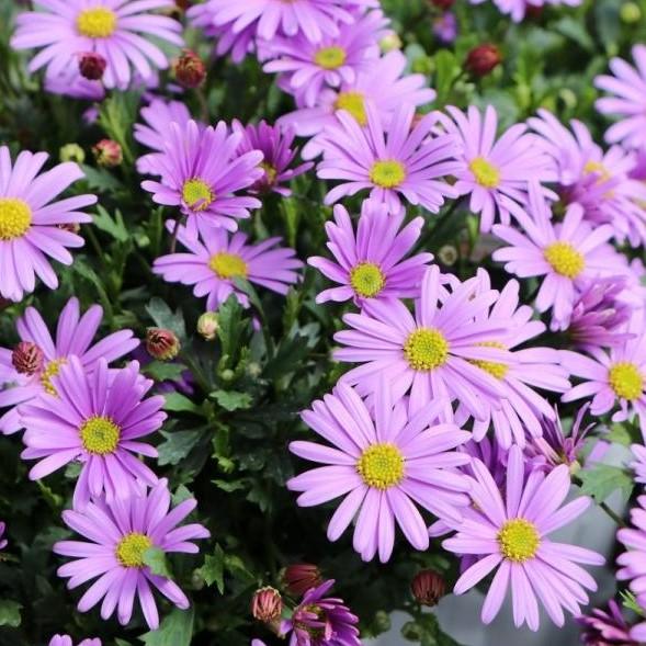 新作グッ 当店農場生産 ブラキカム フレスコパープル 9cmポット苗 宿根草 Dprd Jatimprov Go Id