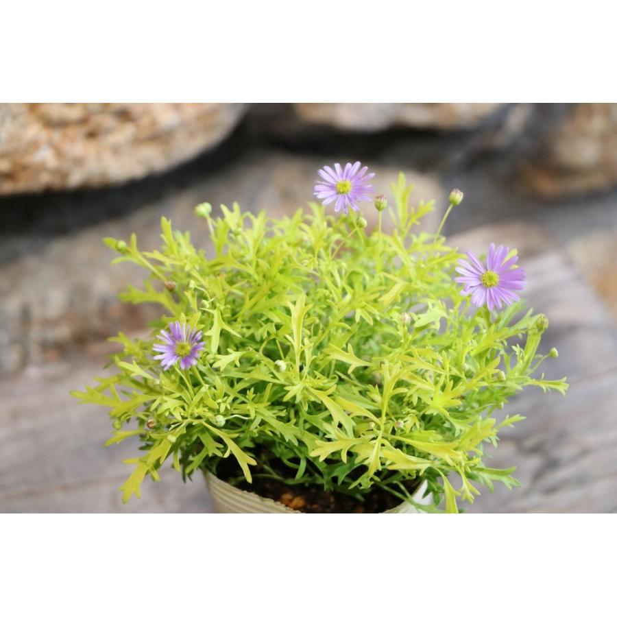 ブラキカム ゴールドマット 2.5号ロングポット苗 寄せ植え 花壇
