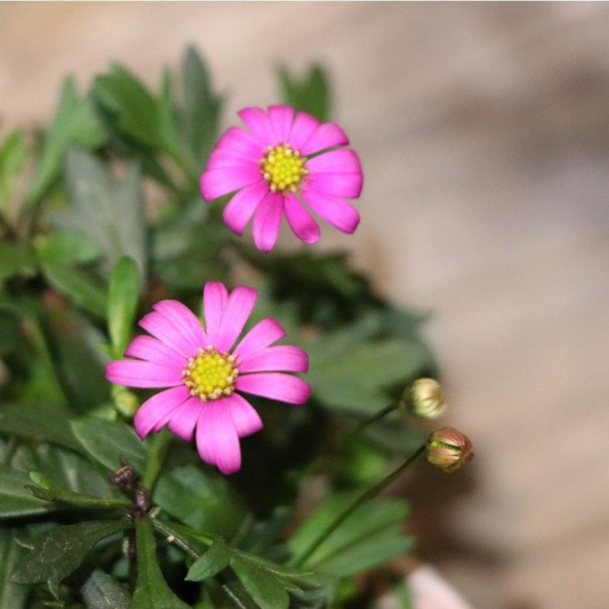 栄養系ブラキカム チェリッシュ 3 3 5号ポット苗 寄せ植え 花壇 鉢植え 可愛い お洒落 オシャレ 春の花 夏の花 秋の花 冬の花 花 Brachyscome6 グリーンプラザ山長ヤフーショッピング店 通販 Yahoo ショッピング