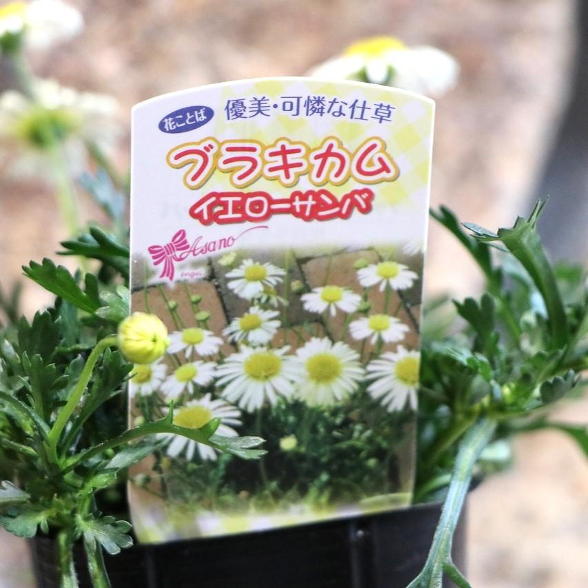 ブラキカム イエローサンバ 黄姫 3〜3.5号ポット苗 寄せ植え 花壇
