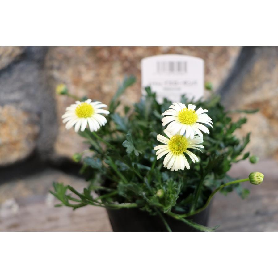 ブラキカム イエローサンバ 黄姫 3〜3.5号ポット苗 寄せ植え 花壇