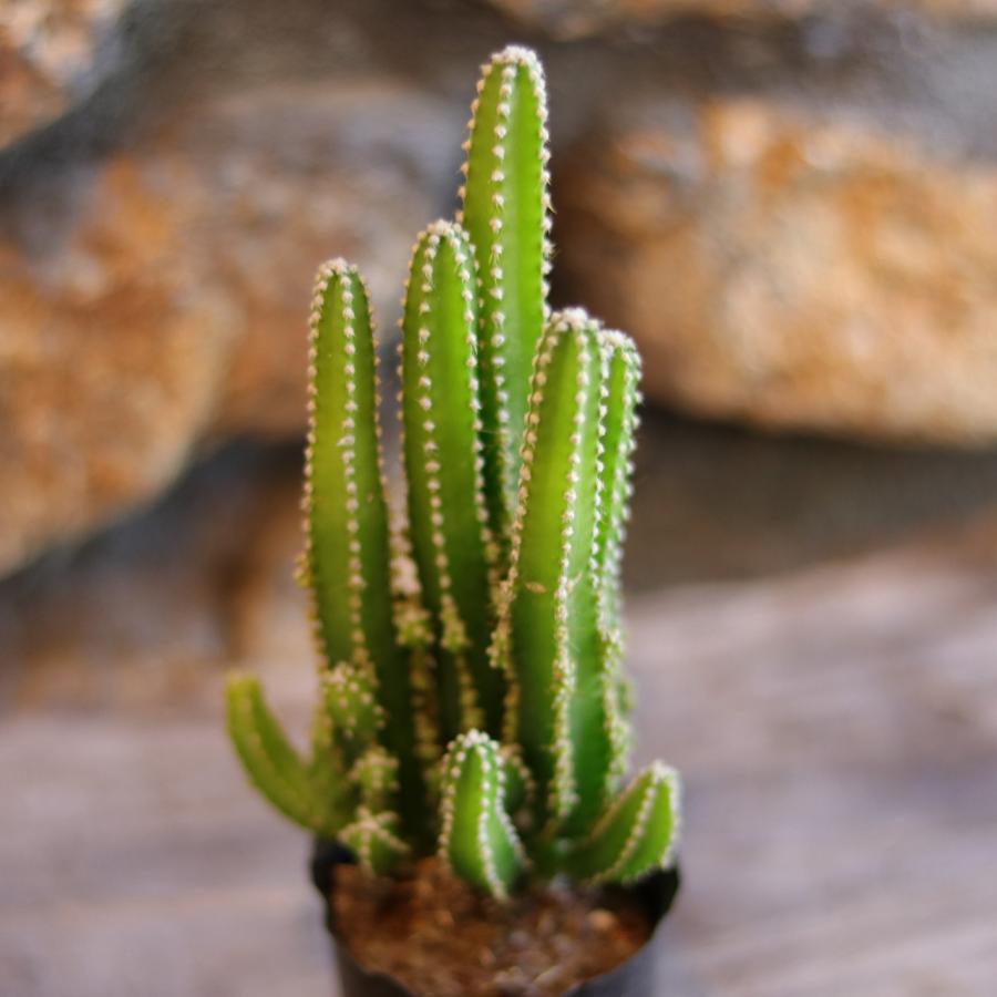 サボテン 2本セット 緑色の長い茎 観葉植物 サボテン 2本セット 緑色の長い茎