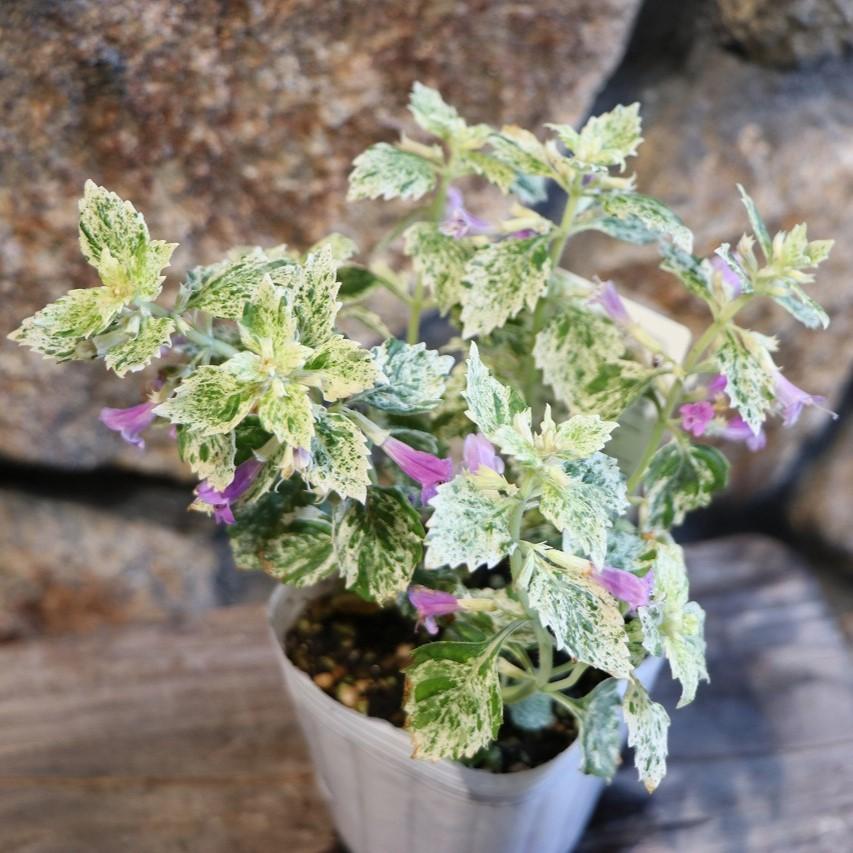 斑入り カラミンサ グランディフローラ 3号ポット苗 ハーブ 寄せ植え