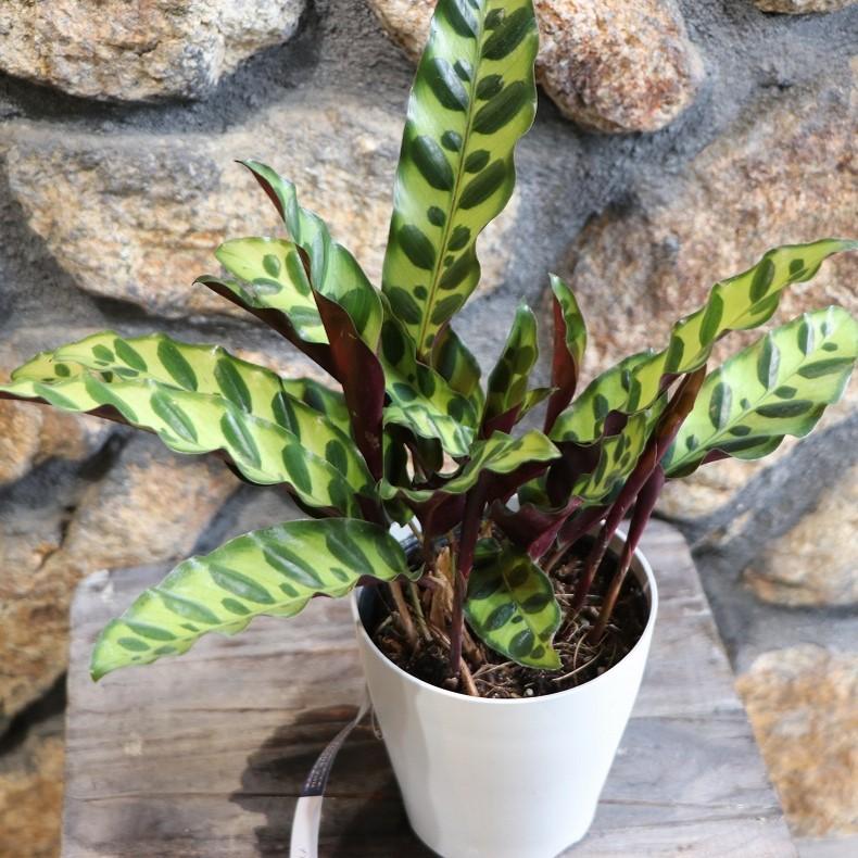 カラテア インシグニス 4号鉢 ランキフォリア 観葉植物 お洒落