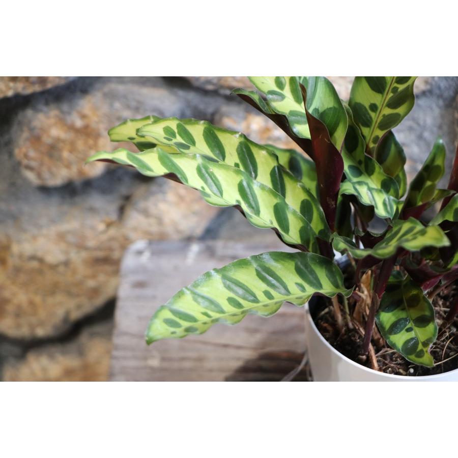カラテア インシグニス 4号鉢 ランキフォリア 観葉植物 お洒落