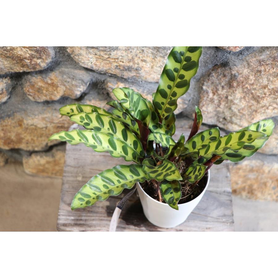 カラテア インシグニス 4号鉢 ランキフォリア 観葉植物 お洒落
