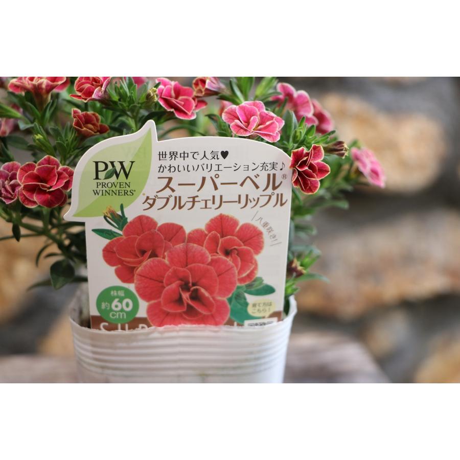 PW 八重咲き スーパーベル ダブルチェリーリップル 3.5号ポット苗