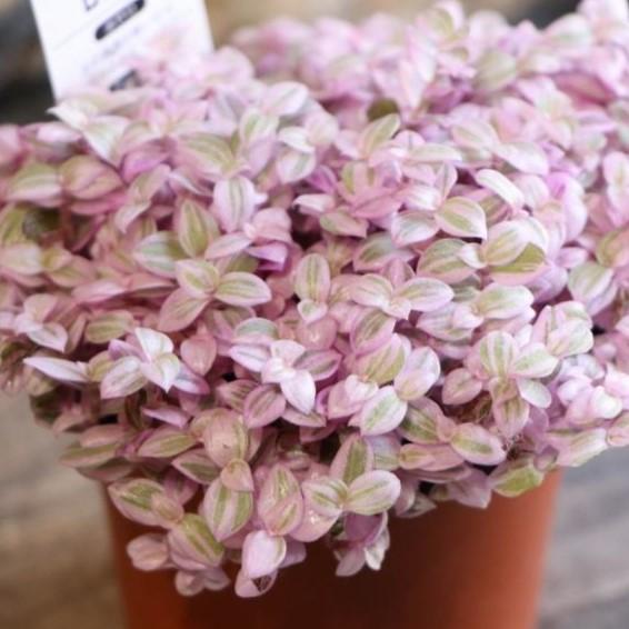 カリシア ロザート 9cmロング