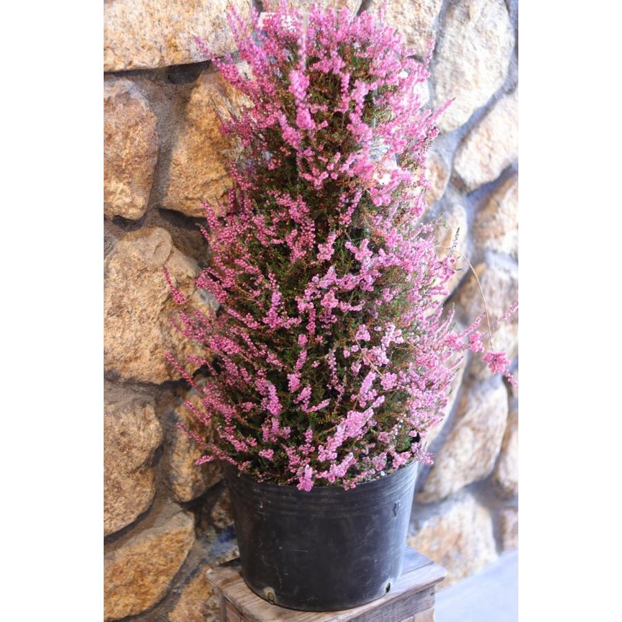 八重咲き カルーナ ブルガリス ツリー仕立て 八重咲き カルーナ ブルガリス ツリー仕立て 園芸ネット本店｜カルーナ