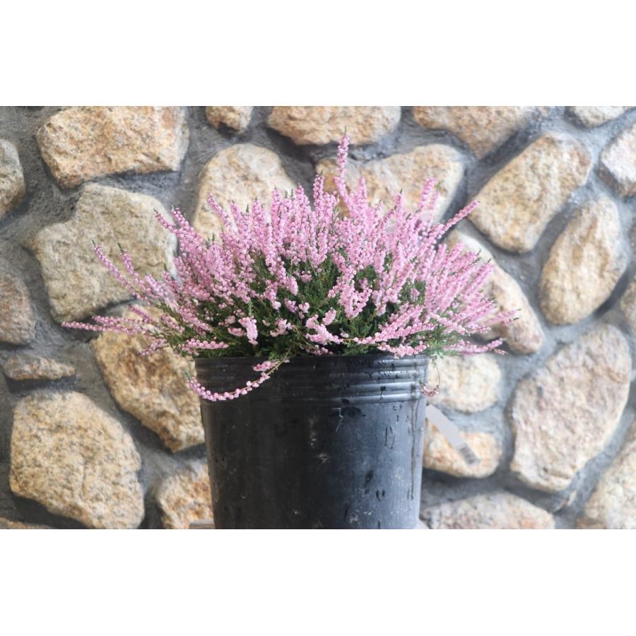 35 Off 八重咲き カルーナ ブルガリス 9号ポット苗 Www Gtasavegames Com