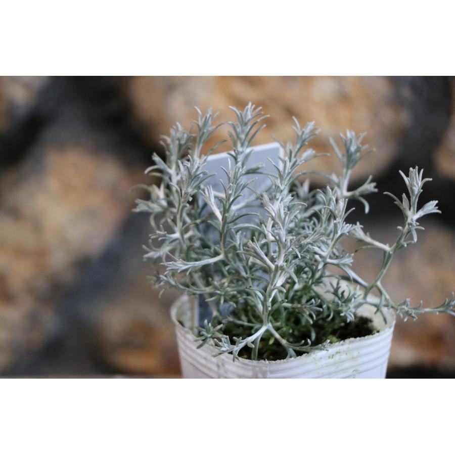 カロケファルス プラチーナ 2 5 3号ポット苗 寄せ植え 花壇 カラーリーフ Calocephalus2 グリーンプラザ山長ヤフーショッピング店 通販 Yahoo ショッピング