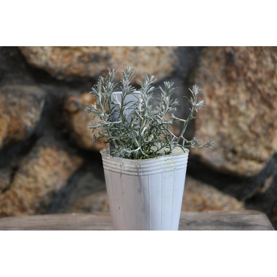 カロケファルス プラチーナ 2 5 3号ポット苗 寄せ植え 花壇 カラーリーフ Calocephalus2 グリーンプラザ山長ヤフーショッピング店 通販 Yahoo ショッピング