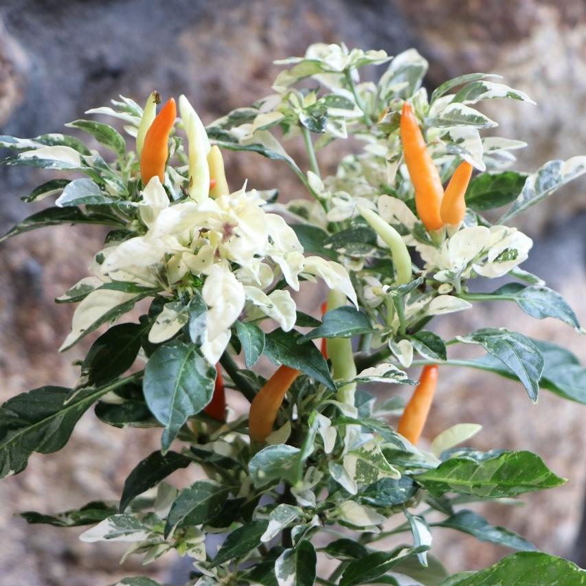 観葉植物 斑入り トウガラシ♡寄植えにも！！ 観賞用唐辛子の入った寄せ植えを植え替える−その1−｜園芸日記byとま