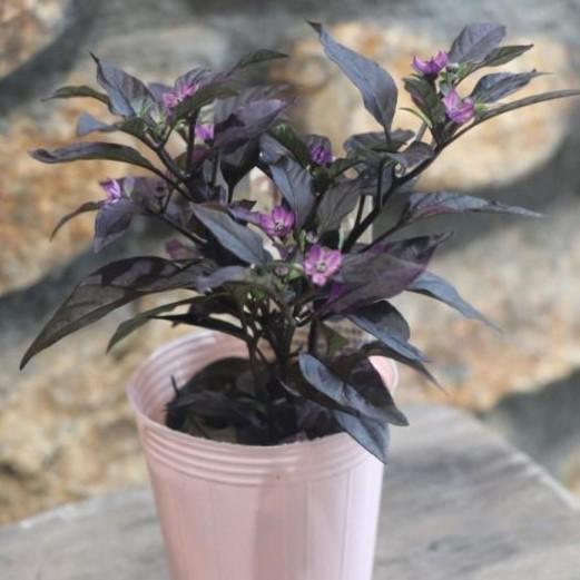 観賞用トウガラシ パープルフラッシュ 2 5号ロングポット苗 寄せ植え 花壇 カラーリーフ Capsicumannuumpurpleflash グリーンプラザ山長ヤフーショッピング店 通販 Yahoo ショッピング