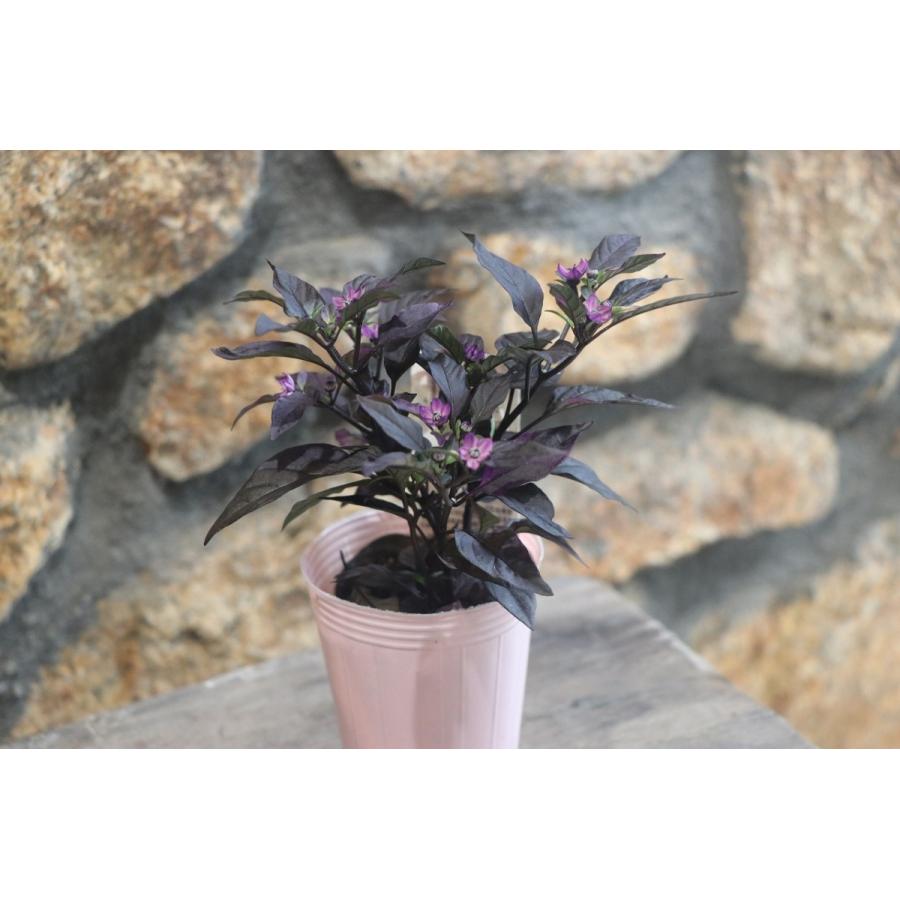 観賞用トウガラシ パープルフラッシュ 2.5号ロングポット苗 寄せ植え