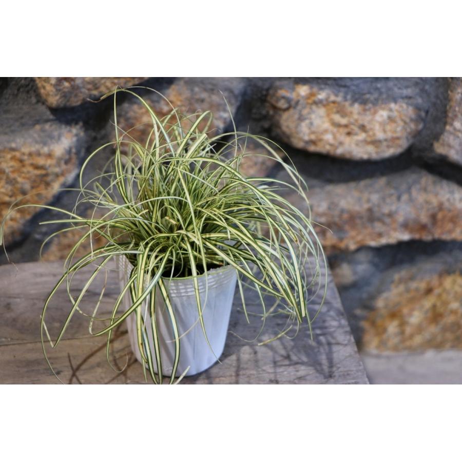 カレックス エバーゴールド 3号ロングポット苗 寄せ植え 花壇 カラー