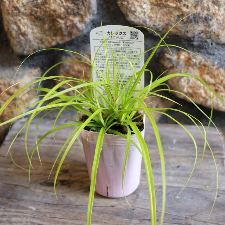 カレックス オシメンシス エヴァリロ 2.5〜3号ポット苗 寄せ植え 花壇