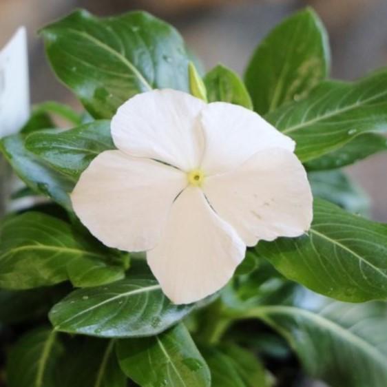 ニチニチソウ ホワイト 3号ポット苗 ビンカ 日々草 寄せ植え 花壇 Catharanthus2 グリーンプラザ山長 通販 Yahoo ショッピング