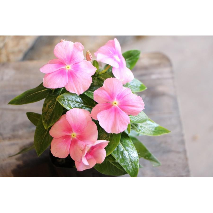 寄せ植え花　日々草　ピンク ラブリーで涼し気な寄せ植え♡＊ピンクのニチニチソウ＊ | ＊you