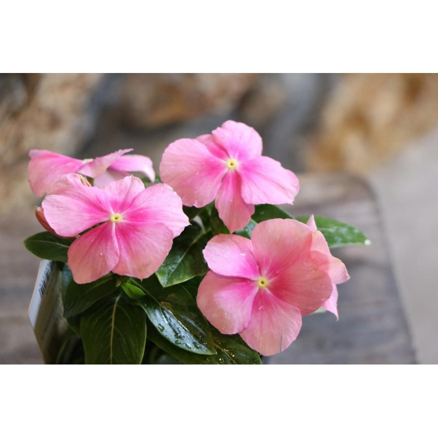 ニチニチソウ アイシーピンク 3号ポット苗 ビンカ 日々草 寄せ植え