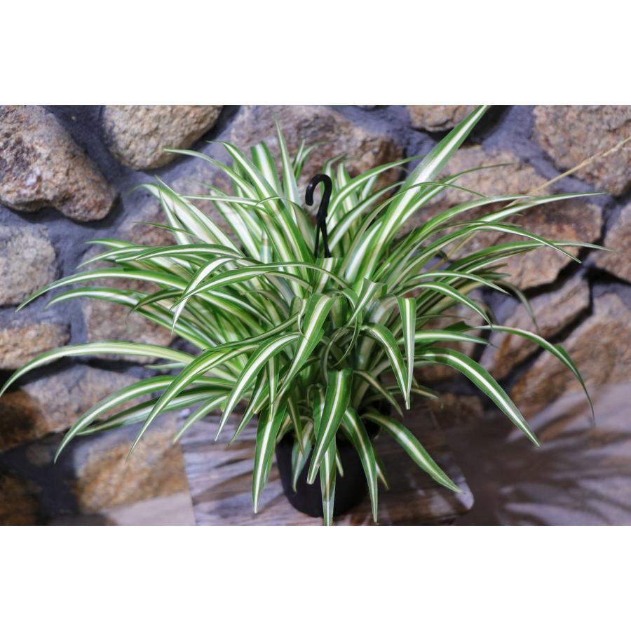 オリヅルラン 4号吊り鉢 折鶴蘭 オリズルラン 観葉植物 鉢植え お洒落
