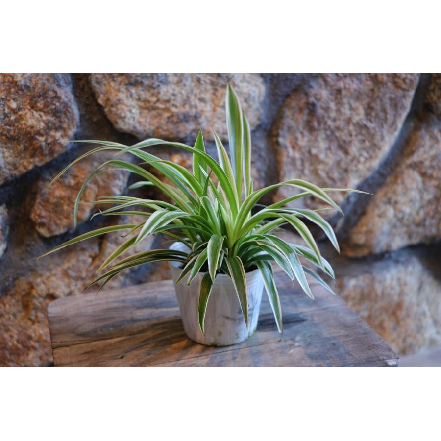 ヒロハオリヅルラン 3〜3.5号ポット苗 広葉折鶴蘭 折鶴蘭 オリズルラン