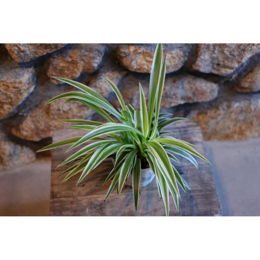 ヒロハオリヅルラン 3〜3.5号ポット苗 広葉折鶴蘭 折鶴蘭 オリズルラン