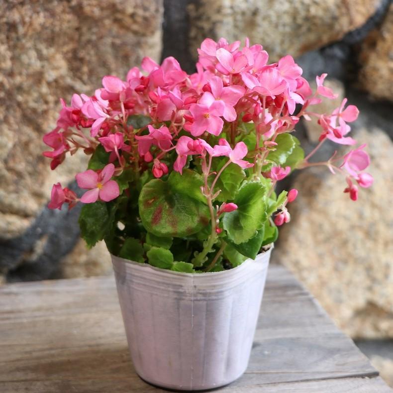 ベゴニア　クリスマスキャンドル 花苗　ゼラニウム　バラ ベゴニア クリスマスキャンドル 花苗 ゼラニウム バラ ベゴニア