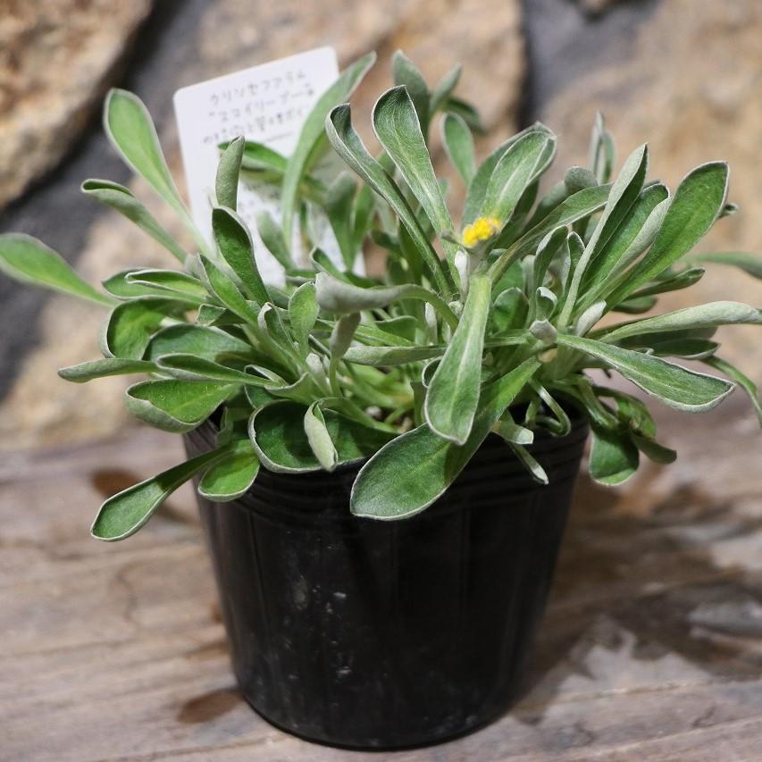 クリソセファラム スマイリープー 3号ポット苗 寄せ植え 花壇 鉢植え