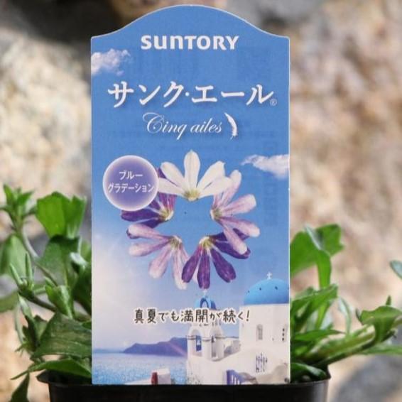 サントリー サンク エール ブルーグラデーション 3 5号ポット苗 ブルーファンフラワー スカエボラ 寄せ植え 花壇 Cinqailes1 グリーンプラザ山長 通販 Yahoo ショッピング