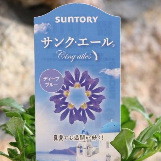 サントリー サンク エール ディープブルー 3 5号ポット苗 ブルーファンフラワー スカエボラ 寄せ植え 花壇 Cinqailes3 グリーンプラザ山長 通販 Yahoo ショッピング