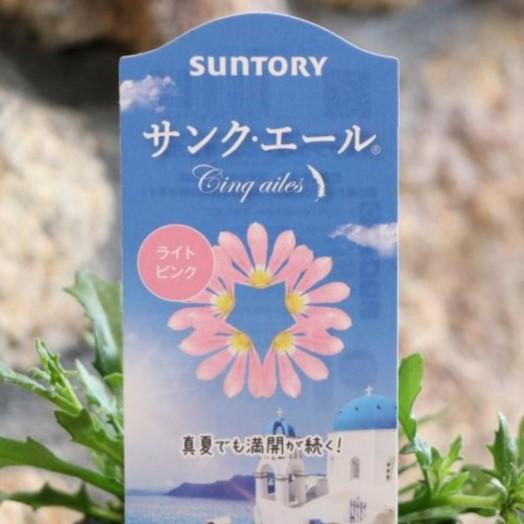サントリー サンク エール ライトピンク 3 5号ポット苗 ブルーファンフラワー スカエボラ 寄せ植え 花壇 Cinqailes4 グリーンプラザ山長 通販 Yahoo ショッピング