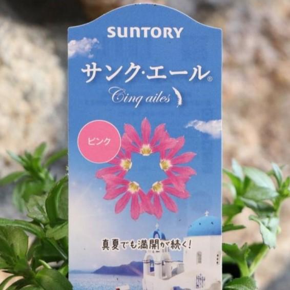 サントリー サンク エール ピンク 3 5号ポット苗 ブルーファンフラワー スカエボラ 寄せ植え 花壇 Cinqailes5 グリーンプラザ山長 通販 Yahoo ショッピング