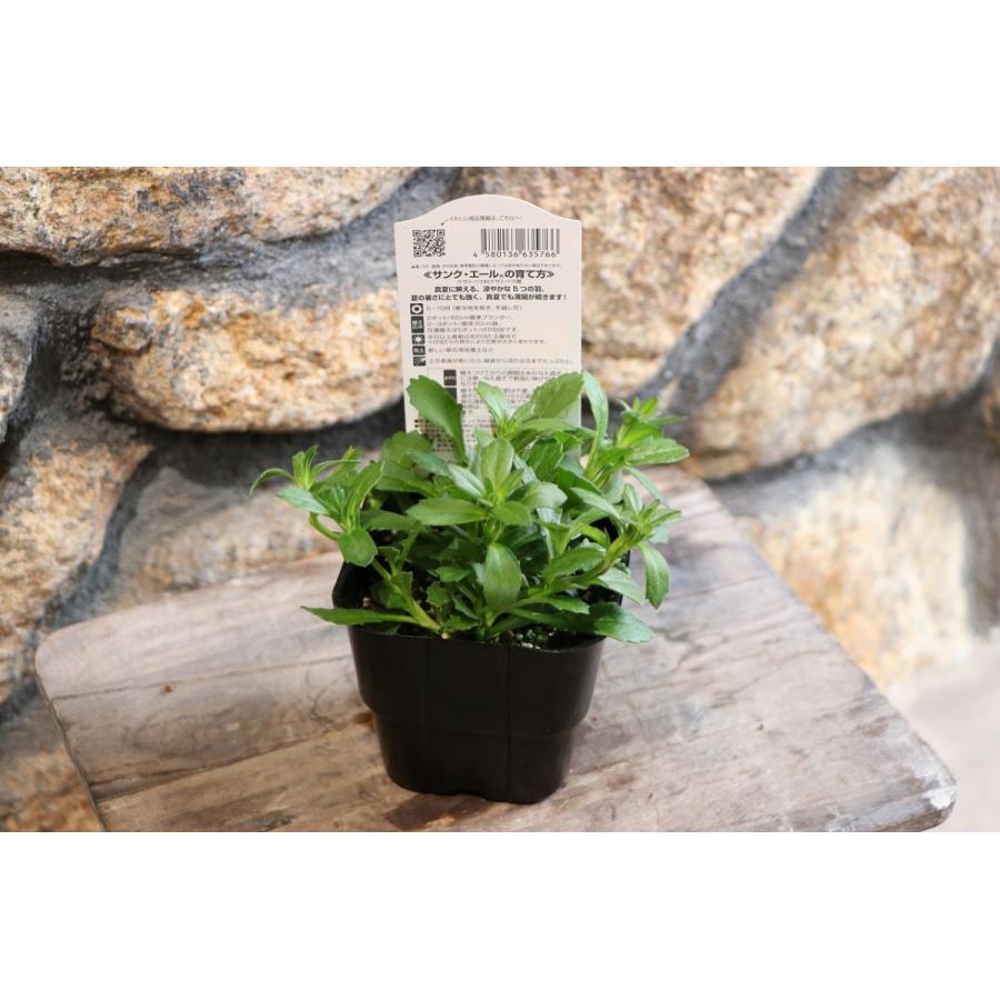 サントリー サンク エール ピンク 3 5号ポット苗 ブルーファンフラワー スカエボラ 寄せ植え 花壇 Cinqailes5 グリーンプラザ山長 通販 Yahoo ショッピング