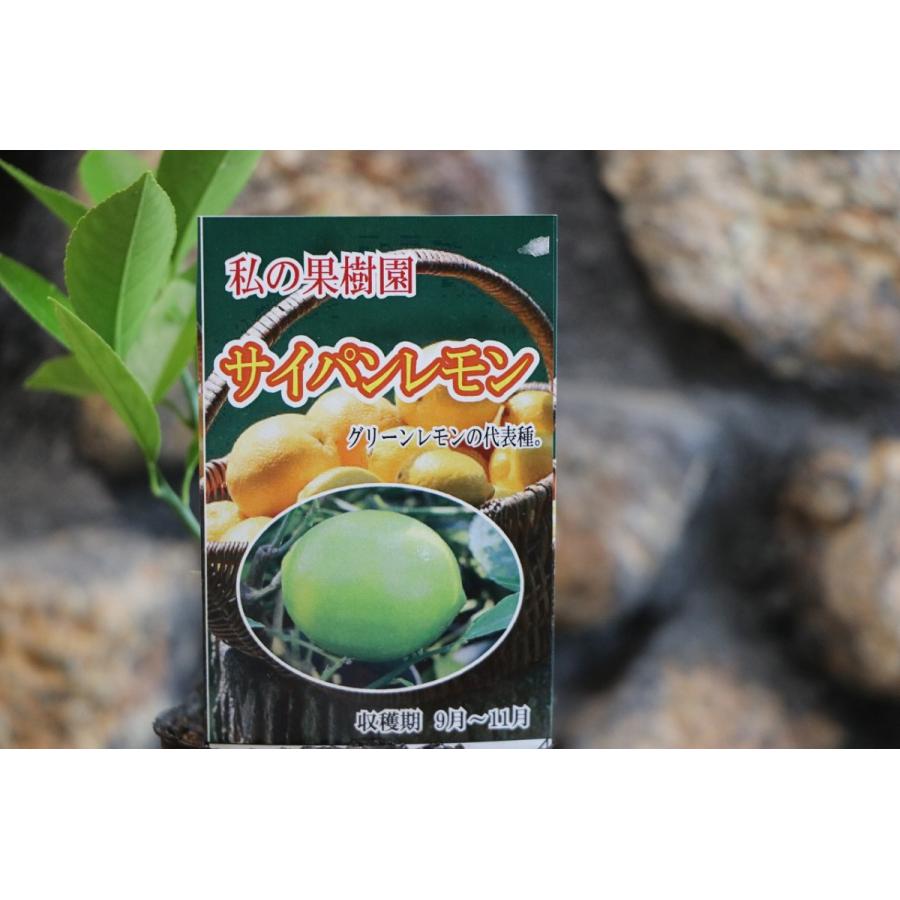 レモン サイパンレモン 3号ポット苗 私の果樹園シリーズ 果樹 苗木 Citruslimon11 グリーンプラザ山長ヤフーショッピング店 通販 Yahoo ショッピング