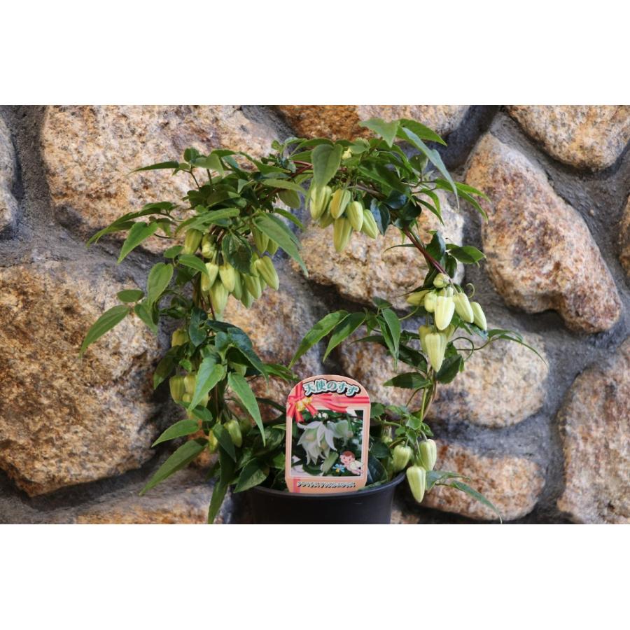 観葉植物　クレマチス　アンスエンシス耐寒 楽天市場】12月～1月頃に開花 クレマチス 冬咲き アンスンエンシス