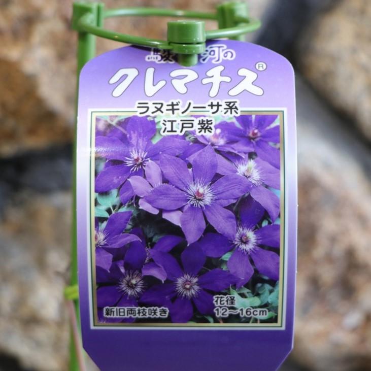 駿河のクレマチス 江戸紫 (ラヌギノーサ系) 2年生苗 4号ロングポット苗