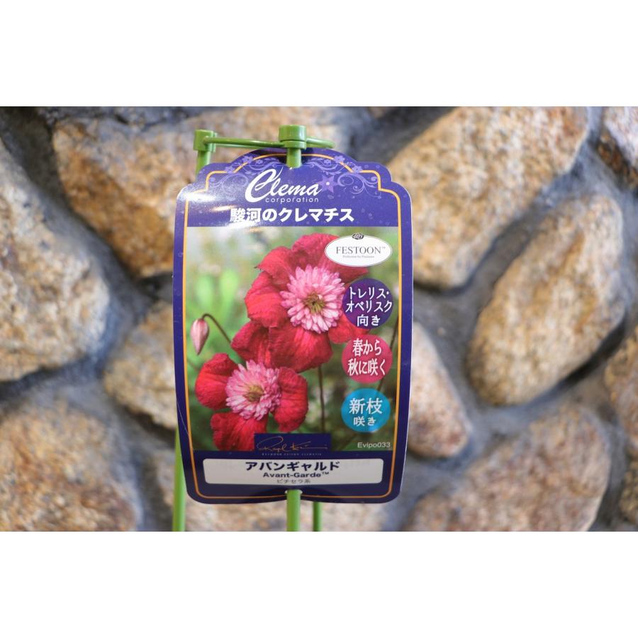 クレマチス　苗② 楽天市場】予約販売 クレマチス 苗 愛し子 ビチセラ系 2年生株