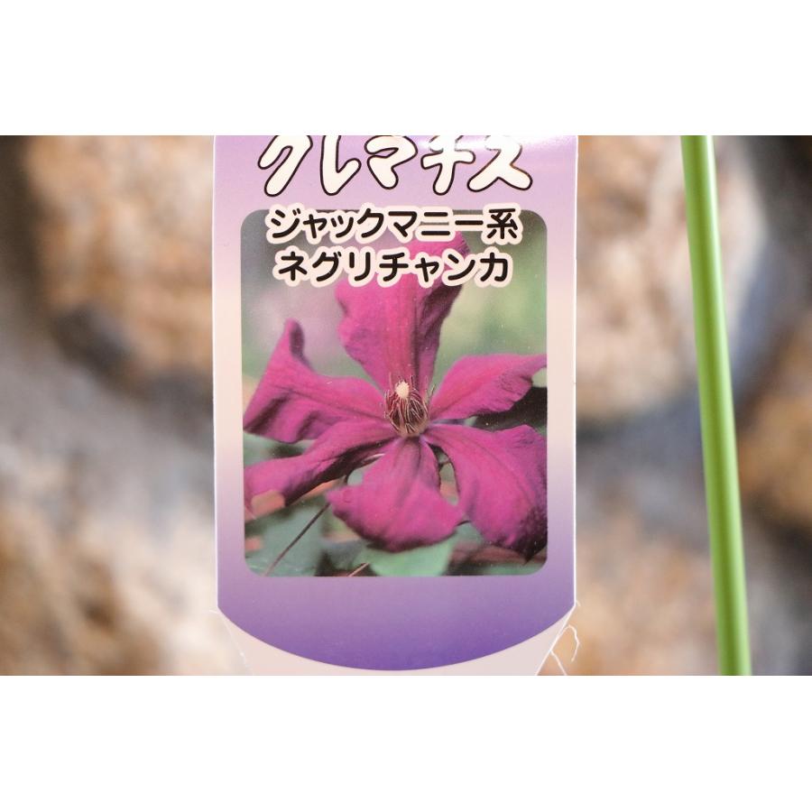 駿河のクレマチス ネグリチャンカ (ジャックマニー系) 2年生苗 4号