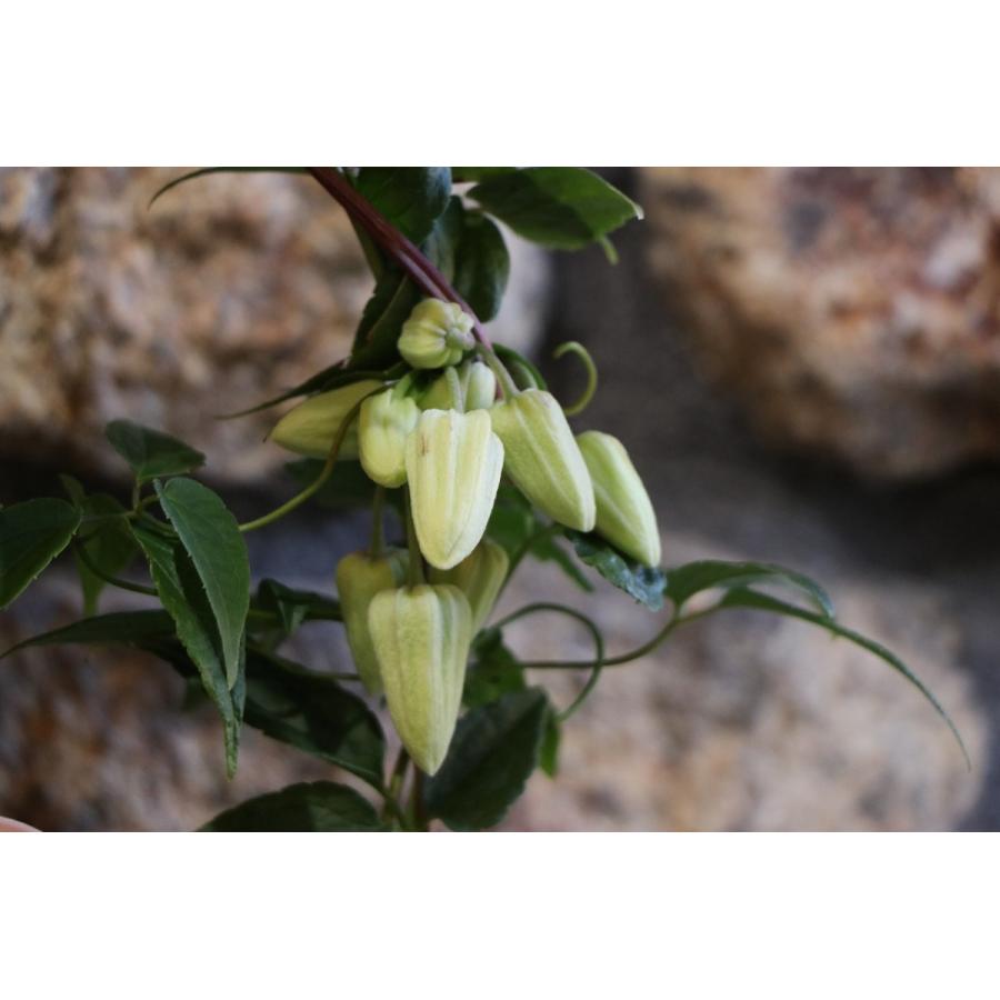 観葉植物　クレマチス　アンスエンシス耐寒 楽天市場】12月～1月頃に開花 クレマチス 冬咲き アンスンエンシス