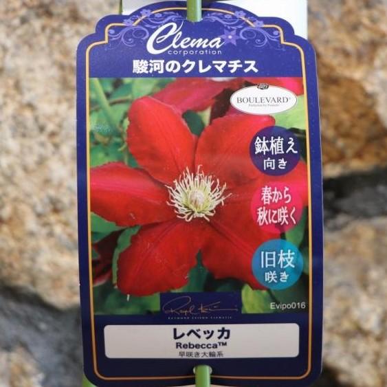 希少クレマチス レベッカ (早咲き大輪系) 2年生苗 4号ロングポット苗