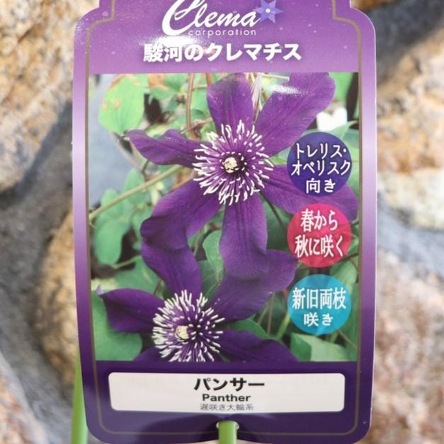 希少クレマチス パンサー (遅咲き大輪系) 2年生苗 4号ロングポット苗